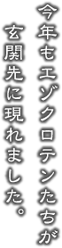 今年もエゾクロテンたちが玄関先に現れました。