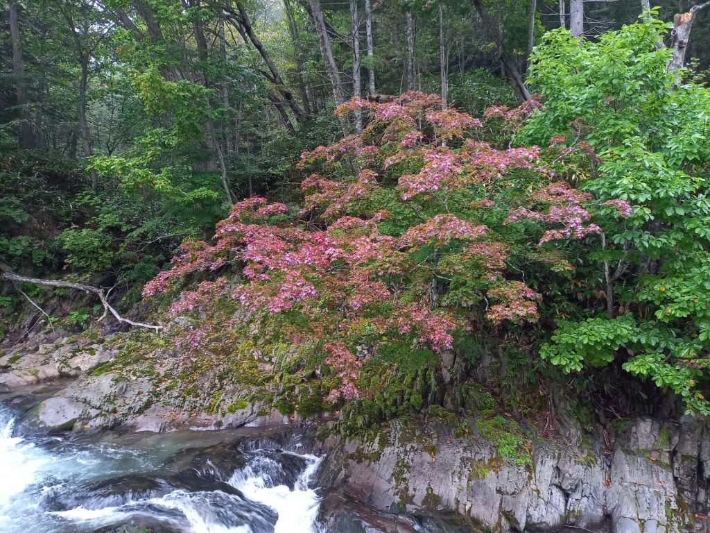 【紅葉便り】トムラウシ温泉周辺