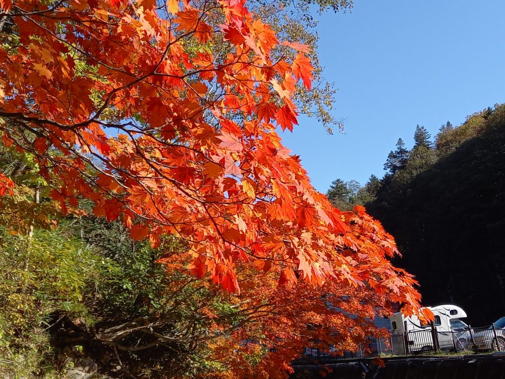 【紅葉便り】トムラウシ温泉周辺