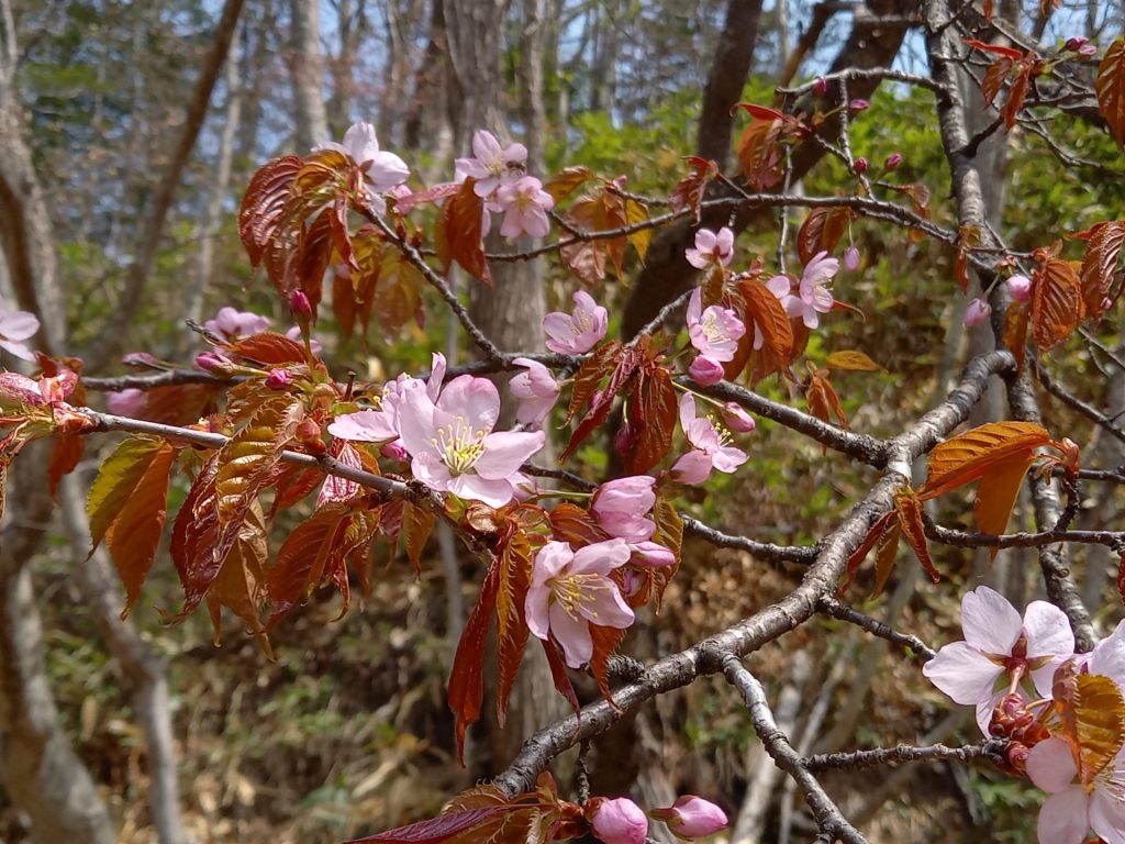 トムラウシ温泉に桜前線到着！